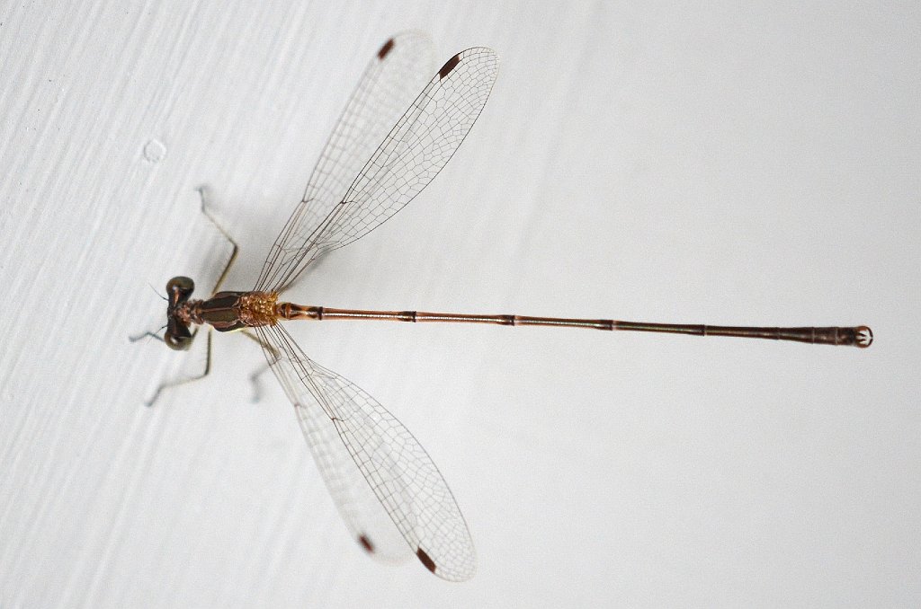 099 2013-07028636 Pointe Rok, MA.JPG - Slender Spreadwing (Lestes rectangularis). Pointe Rok Estates, MA, 7-2-2013